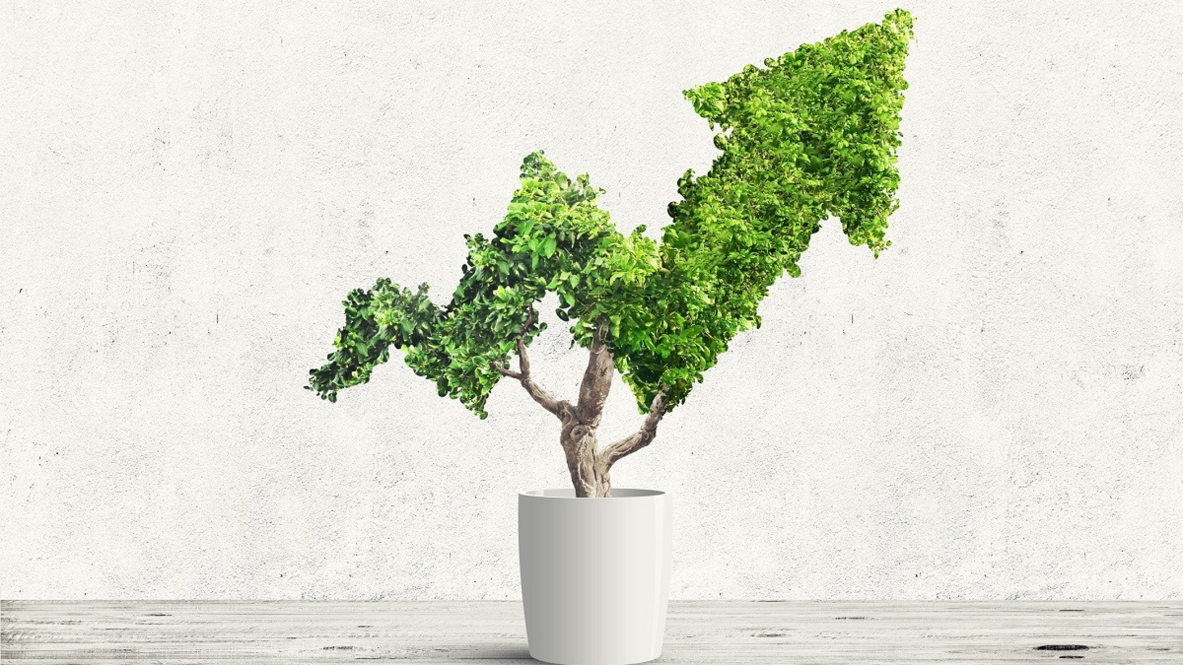 Potted green plant grows up in arrow shape over blue background. Concept business image